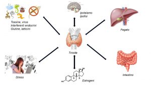 Biologo Nutrizionista, Dottor Francesco Garritano, La Tiroide, definizione, funzioni, sintomi, esami